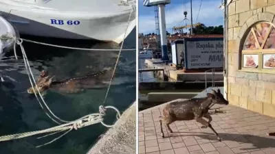 Re&scaron;evalna akcija na Rabu. Foto: Kristina Ribarić, morski.hr