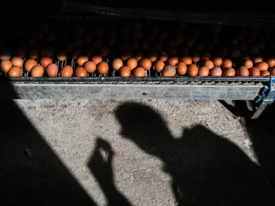 - jajca  - 03.04.2018 - Kmetijsko podejtje Meja &Scaron;entjur d.d., proivzodnja jajc, jabolk in žitaric  //FOTO: Jaka Gasar