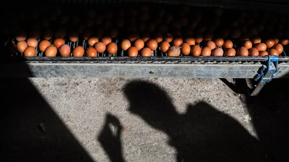 - jajca  - 03.04.2018 - Kmetijsko podejtje Meja &Scaron;entjur d.d., proivzodnja jajc, jabolk in žitaric  //FOTO: Jaka Gasar