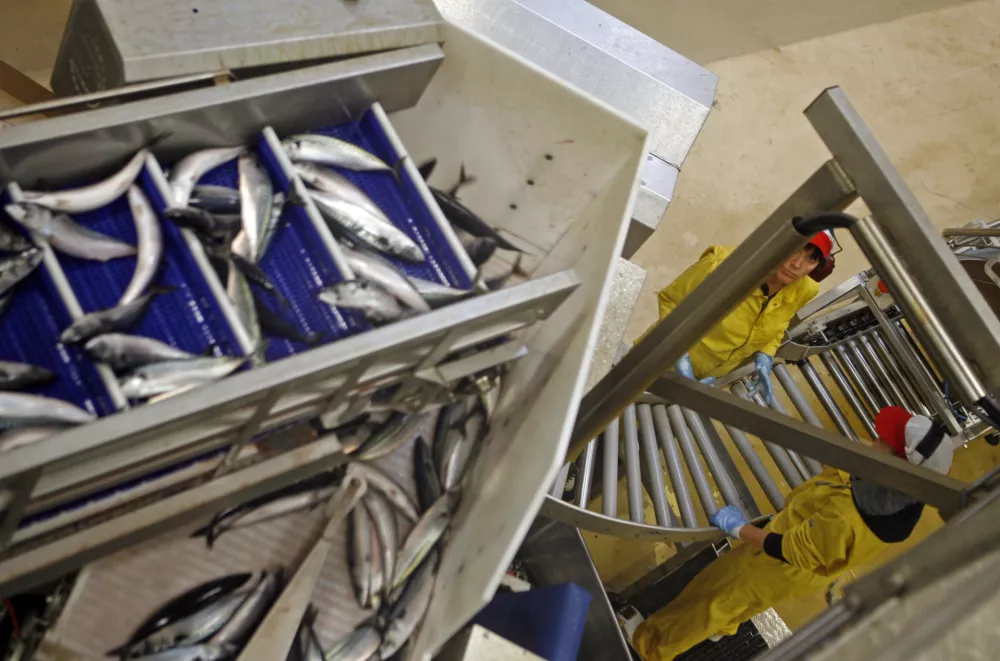 Tovarna za predelavo rib na Norve&scaron;kem. / Foto: Bojan Velikonja