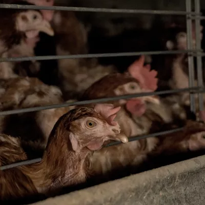 Ljubljana.Skrivaj narejeni posnetki z ene izmed slovenskih farm kokosi nesnic.Drustvo AETP, ki je lani zagnalo kampanjo Slovenija proti kletkam za opustitev reje kokosi nesnic in svinj v kletkah, po objavi novih skritih posnetkov grozljivih razmer v baterijski reji kokosi znova poziva k njeni prepovedi. Baterijska reja zivalim povzroca trpljenje, zato pristojne pozivajo, naj jo po zgledu nekaterih evropskih drzav prepovejo.Foto: Drustvo AETP