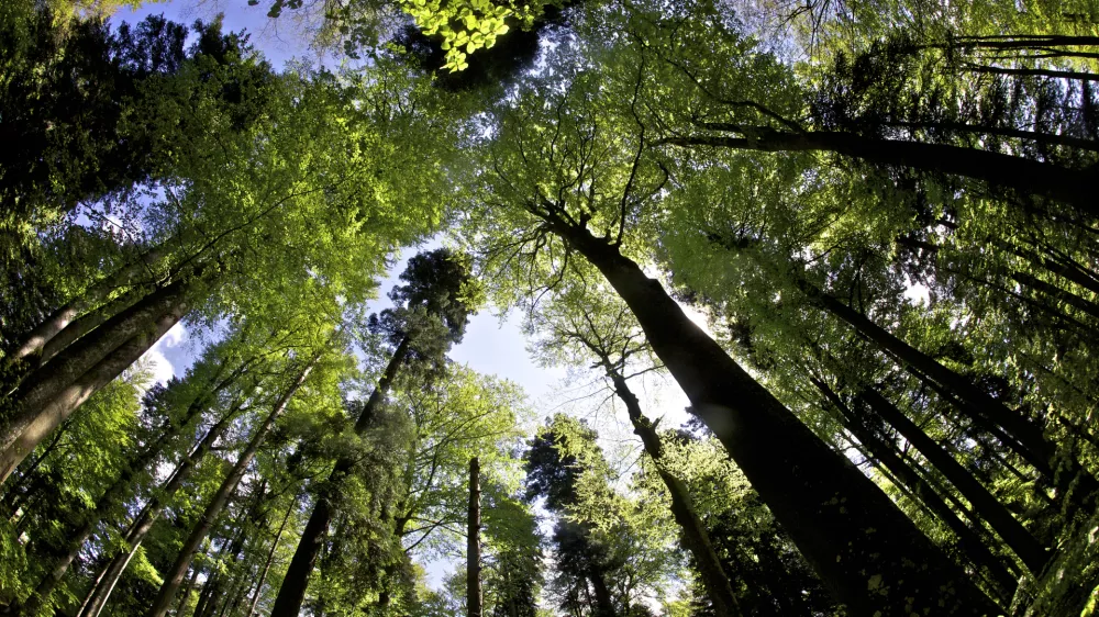 - Kočevski rog - Ro&scaron;ki pragozd, - kočevski gozdovi - Ro&scaron;ka pe&scaron;pot //FOTO: Jaka AdamičOPOMBA: ZA OBJAVO V PRILOGI &ndash; DNEVNIKOV OBJEKTIV - REPORTAŽA