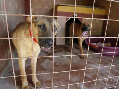 Zaveti&scaron;če za zapu&scaron;čene živali Horjul, //FOTO: Luka CjuhaOPOMBA: ZA OBJAVO V PRILOGI &ndash; DNEVNIKOV OBJEKTIV -