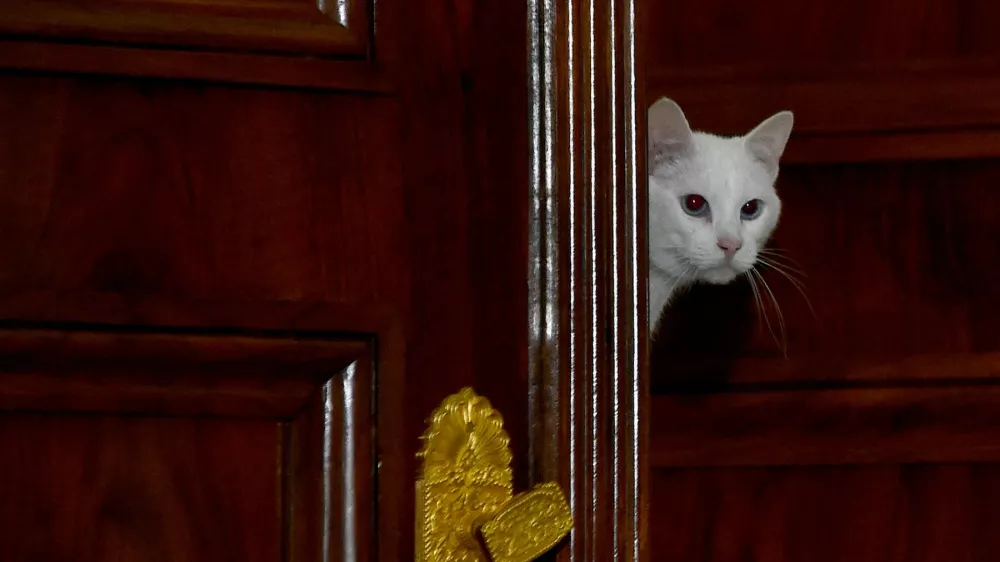 Mačke so že od 18. stoletja pomemben del življenja v sanktpeterbur&scaron;kem Ermitažu, enem največjih in najstarej&scaron;ih muzejev na svetu. / Foto: Profimedia