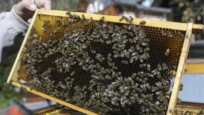 satnica- 25.10.2014 - Podkoren na Gorenjskem - čebelarstvo - krajnske čebele - čebelnjak - čebelji panji