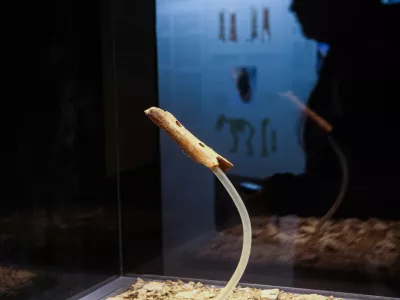 Neandertalčeva pi&scaron;čal iz Divjih bab v&nbsp; Narodnem&nbsp;muzeju Slovenije / Foto: Bojan Velikonja/dokumentacija