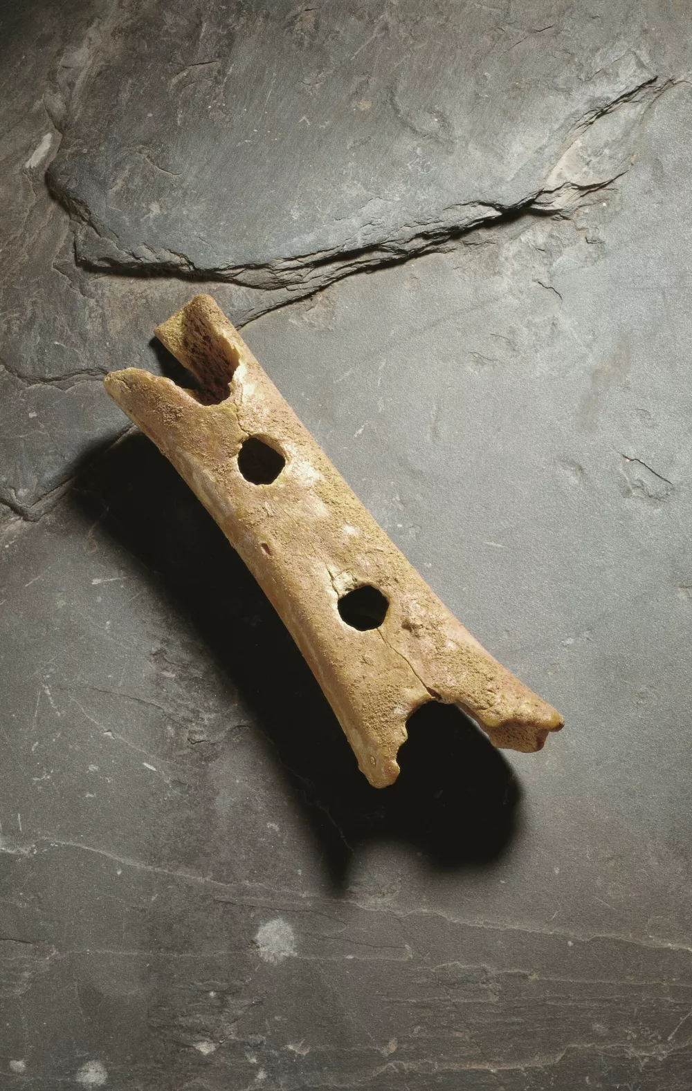 Pi&scaron;čal od bliže / Foto: Tomaž Lauko/NMS