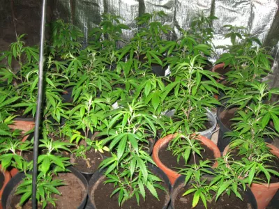 Trboveljski policisti so pri 24- letniku na&scaron;li prirejen prostor za gojenje prepovedane droge konoplja &ndash; rastline.