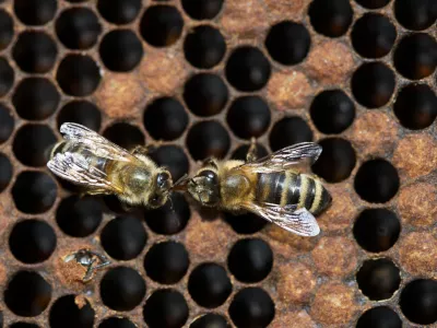 - Čebelarstvo - čebelarji - čebele - - Medonosna čebela, živi v družbeni skupnosti imenovana čebelja družina. V družini je le ena plodna samica - matica, ki leže jajčeca za razplod družine. Večino članov družine predstavljajo neplodne samice &ndash; delavke. V družini jih je več 10.000. Običajno čebelje družine &scaron;tejejo med 40.000 in 100.000 čebel. V panju sredi sezone je nekaj 100 ali celo več 1000 samcev &ndash; trotov. - Čebele gnezdijo na satju, ki ga same zgrade. Čebele uporabljajo satje za vzrejo zalege in skladi&scaron;čenje hrane. Na vrhu satja je običajno skladi&scaron;čen med, pod njim, proti sredini satja je skladi&scaron;čen cvetni prah, na sredini in spodaj pa čebele vzrejajo zalego. Zrel med čebele pokrijejo z vo&scaron;čenimi pokrovci. Ličinke odra&scaron;čajo v odprtih celicah, preden pa se zabubijo in preobrazijo v odrasle čebele, jih čebele zaprejo v celice s poroznimi pokrovci. Razvoj od jajčeca do odrasle čebele traja 21 dni. Trotje se razvijajo počasneje, matice pa hitreje. Odrasle čebele živijo v sezoni le 6-8 tednov, čez zimo pa tudi do pol leta. Trotje živijo v družini le v času rojenja čebel, matice pa lahko preživijo več let. //FOTO: Jaka AdamičOPOMBA: ZA OBJAVO V PRILOGI &ndash; DNEVNIKOV OBJEKTIV - REPORTAŽA O ČEBELAH