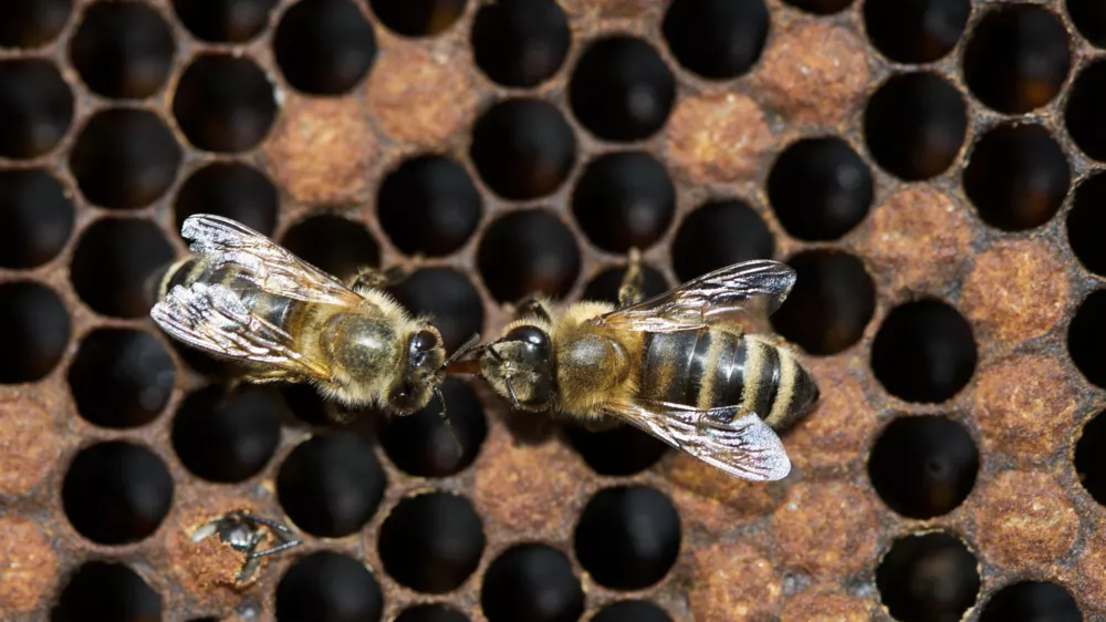 - Čebelarstvo - čebelarji - čebele - - Medonosna čebela, živi v družbeni skupnosti imenovana čebelja družina. V družini je le ena plodna samica - matica, ki leže jajčeca za razplod družine. Večino članov družine predstavljajo neplodne samice &ndash; delavke. V družini jih je več 10.000. Običajno čebelje družine &scaron;tejejo med 40.000 in 100.000 čebel. V panju sredi sezone je nekaj 100 ali celo več 1000 samcev &ndash; trotov. - Čebele gnezdijo na satju, ki ga same zgrade. Čebele uporabljajo satje za vzrejo zalege in skladi&scaron;čenje hrane. Na vrhu satja je običajno skladi&scaron;čen med, pod njim, proti sredini satja je skladi&scaron;čen cvetni prah, na sredini in spodaj pa čebele vzrejajo zalego. Zrel med čebele pokrijejo z vo&scaron;čenimi pokrovci. Ličinke odra&scaron;čajo v odprtih celicah, preden pa se zabubijo in preobrazijo v odrasle čebele, jih čebele zaprejo v celice s poroznimi pokrovci. Razvoj od jajčeca do odrasle čebele traja 21 dni. Trotje se razvijajo počasneje, matice pa hitreje. Odrasle čebele živijo v sezoni le 6-8 tednov, čez zimo pa tudi do pol leta. Trotje živijo v družini le v času rojenja čebel, matice pa lahko preživijo več let. //FOTO: Jaka AdamičOPOMBA: ZA OBJAVO V PRILOGI &ndash; DNEVNIKOV OBJEKTIV - REPORTAŽA O ČEBELAH