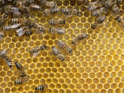 - Čebelarstvo - čebelarji - čebele - //FOTO: Jaka AdamičOPOMBA: ZA OBJAVO V PRILOGI &ndash; DNEVNIKOV OBJEKTIV - REPORTAŽA O ČEBELAH