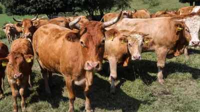 - krave, govedo - 28.08.2018 &ndash; Ekolo&scaron;ka kmetija Zadravec, živinoreja in eko kmetijski pridelki, Miklavž pri Ormožu v Občini Ormož - Prlekija //FOTO: Jaka Gasar