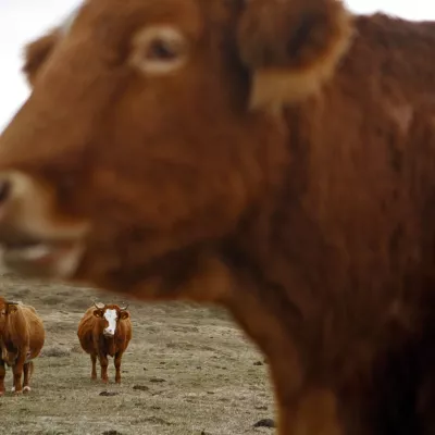 - govedoreja - krave - krava -živinoreja - pašnik - //FOTO: Bojan Velikonja 