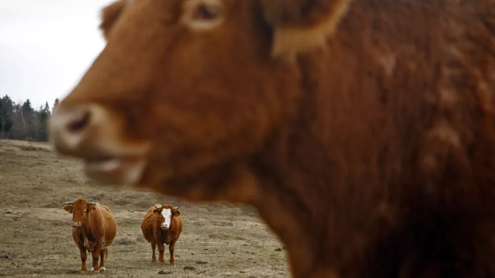 - govedoreja - krave - krava -živinoreja - pa&scaron;nik - //FOTO: Bojan Velikonja 