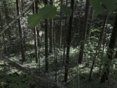 - brezno v gozdu, kamor naj bi po novem naselili Rome iz naselja Lepovče- 07.06.2023 &ndash; Romsko naselje Lepovče v občini Ribnica &ndash; romi - //FOTO: Jaka Gasar