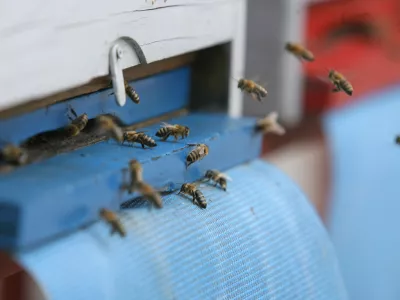 - terasa CD - Cankarjev dom - čebelnjak - krajnske čebele na terasi Cankarjevega doma - gre za tri ameri&scaron;ke nakladne panje LR s spremenljivim volumnom, ki preprečujejo rojenje, ker jih je mogoče povečevati glede na rast družine,//FOTO: Luka Cjuha