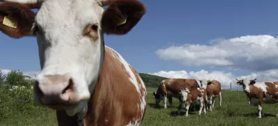 govedoreja - krave - krava -živinoreja - pašnik - //FOTO: Luka Cjuha