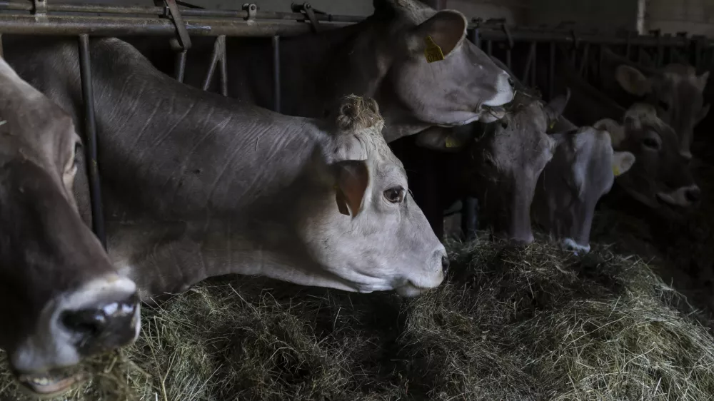 - simbolična fotografija - krava, domača žival - govedoreja - 15.04.2022 - Pivka - Ekolo&scaron;ka Kmetija Jernuclevi, Petelinje 27, - proizvodnja mleka in predelava v mlečne izdelke - //FOTO: Jaka Gasar
