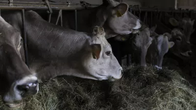 - simbolična fotografija - krava, domača žival - govedoreja - 15.04.2022 - Pivka - Ekolo&scaron;ka Kmetija Jernuclevi, Petelinje 27, - proizvodnja mleka in predelava v mlečne izdelke - //FOTO: Jaka Gasar