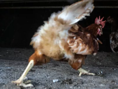 Petintrideset rejcev, ki koko&scaron;i nesnice &scaron;e redijo v obogatenih kletkah, se bo moralo do leta 2029 preusmeriti v druge oblike reje, med katerimi je tudi reja na prostem. Foto: Jaka Gasar&nbsp;