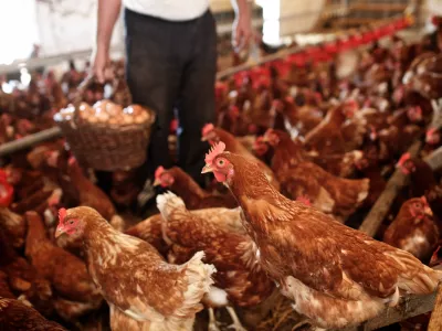 Franc Vratarič - reja koko&scaron;i - kurja farma - PREKMURJE 2010 - Pomurje leto dni kasneje odkar je &scaron;lo podjetje Mura v stečaj.- ///FOTO: Luka Cjuha OPOMBA: ZA OBJAVO V PRILOGI &ndash; DNEVNIKOV OBJEKTIV - REPORTAŽA