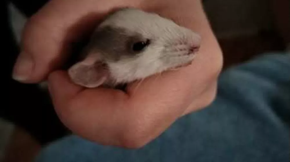 Foto: Dru&scaron;tvo Pasja nota