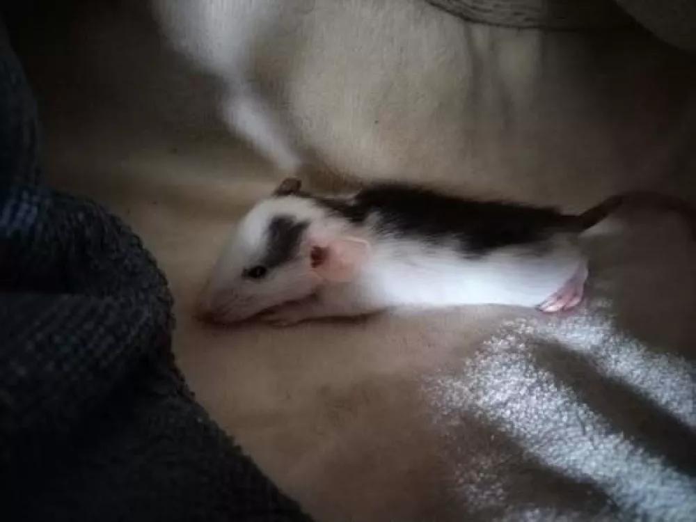 Foto: Dru&scaron;tvo Pasja nota