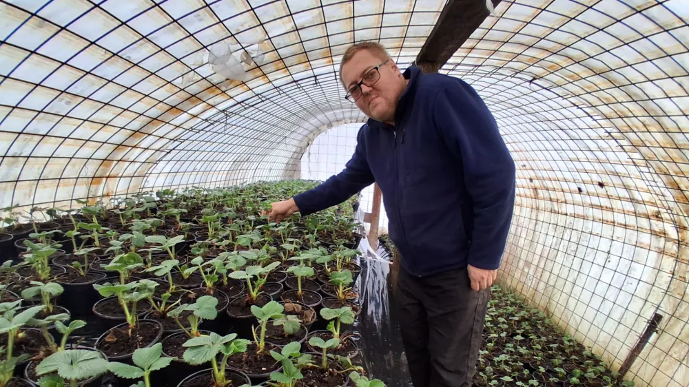 Kmetija Mazej sadike jagode / Foto: Katja Petrovec 