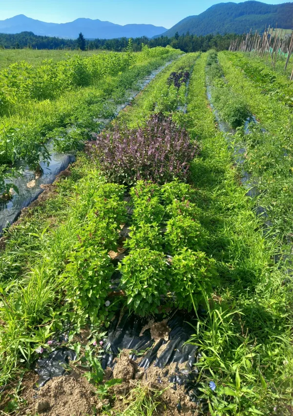 nasad bazilike kmetija Mazej / Foto: Osebni Arhiv Jerneja Mazeja