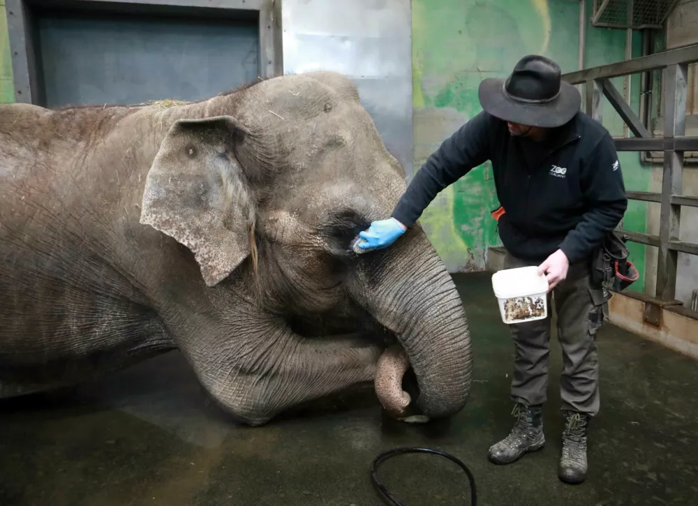 Matija Ram&scaron;ak Gangi vsako jutro temeljito očisti oči.&nbsp;Foto: Tomaž Skale