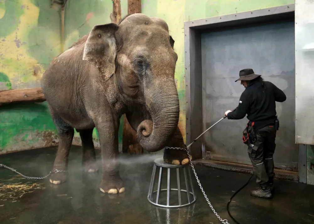 Da ne pride do vnetij, slonici vsak dan temeljito očistijo noge&nbsp;Foto: Tomaž Skale