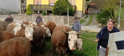 Kmetija Možgan, Leskovec pri Krškem, mučenje živali. Foto: družina Možgan 