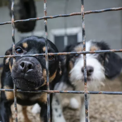 - pes – psi - 20.12.2018 – Zavetišče za zapuščene živali Gmajnice 30, azil za živali namenjen začasni namestitvi zapuščenih živali psov in mačk //FOTO: Bojan Velikonja