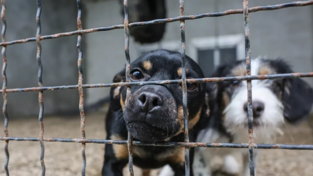 - pes &ndash; psi - 20.12.2018 &ndash; Zaveti&scaron;če za zapu&scaron;čene živali Gmajnice 30, azil za živali namenjen začasni namestitvi zapu&scaron;čenih živali psov in mačk //FOTO: Bojan Velikonja