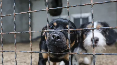 - pes &ndash; psi - 20.12.2018 &ndash; Zaveti&scaron;če za zapu&scaron;čene živali Gmajnice 30, azil za živali namenjen začasni namestitvi zapu&scaron;čenih živali psov in mačk //FOTO: Bojan Velikonja