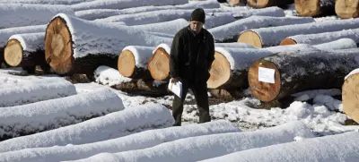 - 7. licitacija visoko kakovostnega lesa v Sloveniji 2013 - Slovenj Gradec, prodaja - draba - les - drevesa - hlodi    //FOTO: Luka Cjuha  