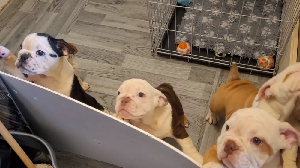 Mladičke ameri&scaron;kega buldoga, ki jih na Facebooku ponuja neregistrirani vzreditelj v Združenem kraljestvu. F FOUR PAWS