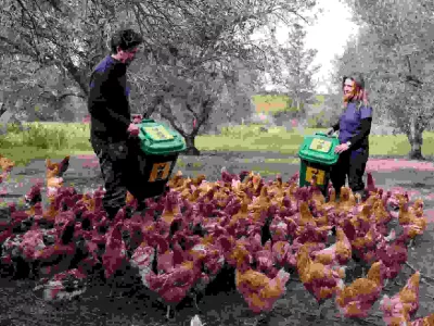 Organic farmers Elena Christoforos and Nicolas Netien feed retired farm hens with scraps of leftover food at a farm, where hens are used to fertilise and mow olive groves in a pilot project, which has boosted crop yields and helped combat disease, in Akaki, Cyprus, February 19, 2025. REUTERS/Yiannis Kourtoglou