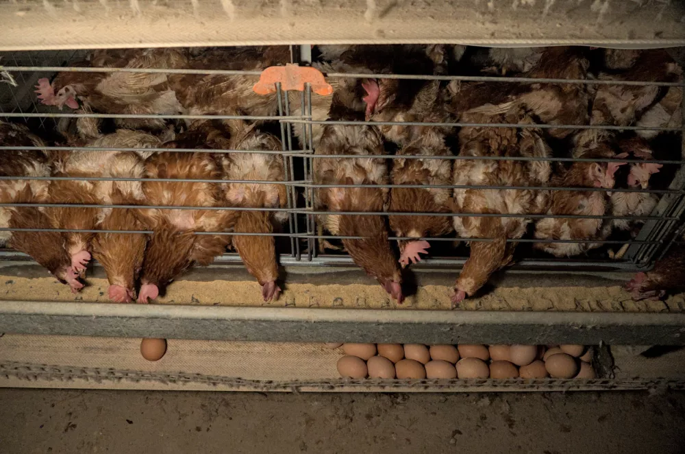 Ljubljana.Skrivaj narejeni posnetki z ene izmed slovenskih farm kokosi nesnic.Drustvo AETP, ki je lani zagnalo kampanjo Slovenija proti kletkam za opustitev reje kokosi nesnic in svinj v kletkah, po objavi novih skritih posnetkov grozljivih razmer v baterijski reji kokosi znova poziva k njeni prepovedi. Baterijska reja zivalim povzroca trpljenje, zato pristojne pozivajo, naj jo po zgledu nekaterih evropskih drzav prepovejo.Foto: Drustvo AETP / Foto: 
