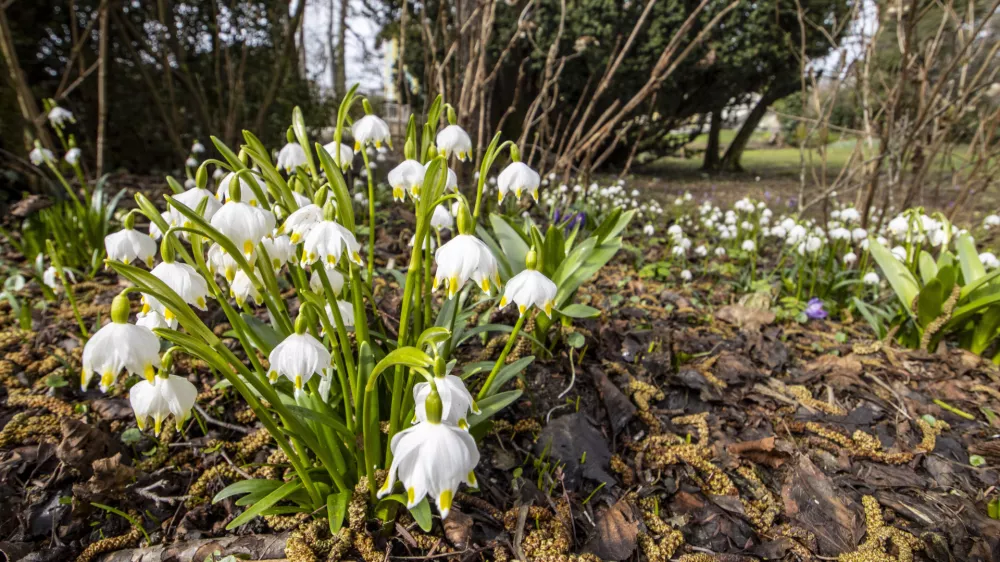 Kronice obožujejo mokra in globoka tla ob potokih ter povirjih. / Foto: Mateja Račevski