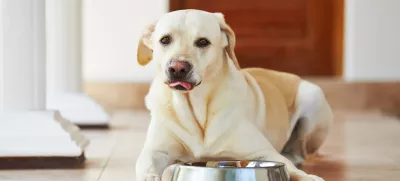 No, kdaj bomo jedli? / Foto: Istock