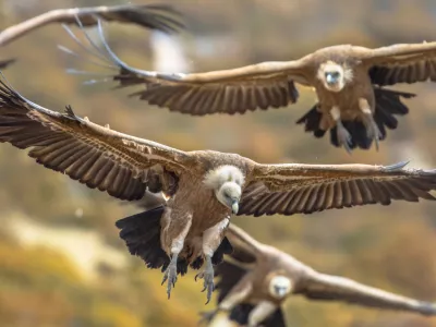 Nekoč so beloglavi jastrebi živeli po vsej Hrva&scaron;ki. Foto: iStock