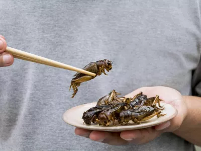Man's hand holding chopsticks eating Crickets insect on plate. Food Insects for eat as food items, it is good source of meal high protein edible for future food concept. / Foto: Arisa Thepbanchornchai