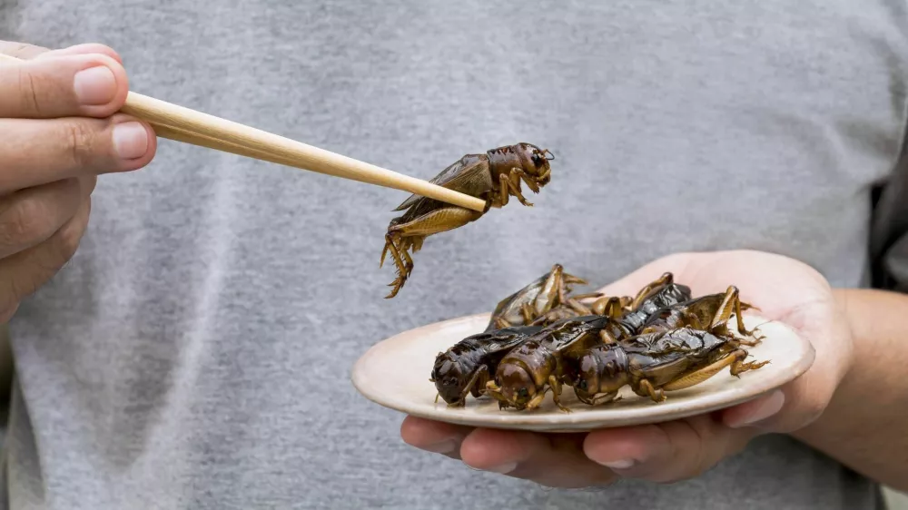 Man's hand holding chopsticks eating Crickets insect on plate. Food Insects for eat as food items, it is good source of meal high protein edible for future food concept. / Foto: Arisa Thepbanchornchai