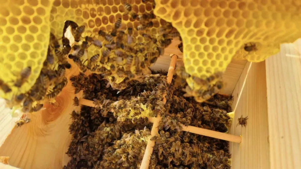 čebele, Rečnik, med 