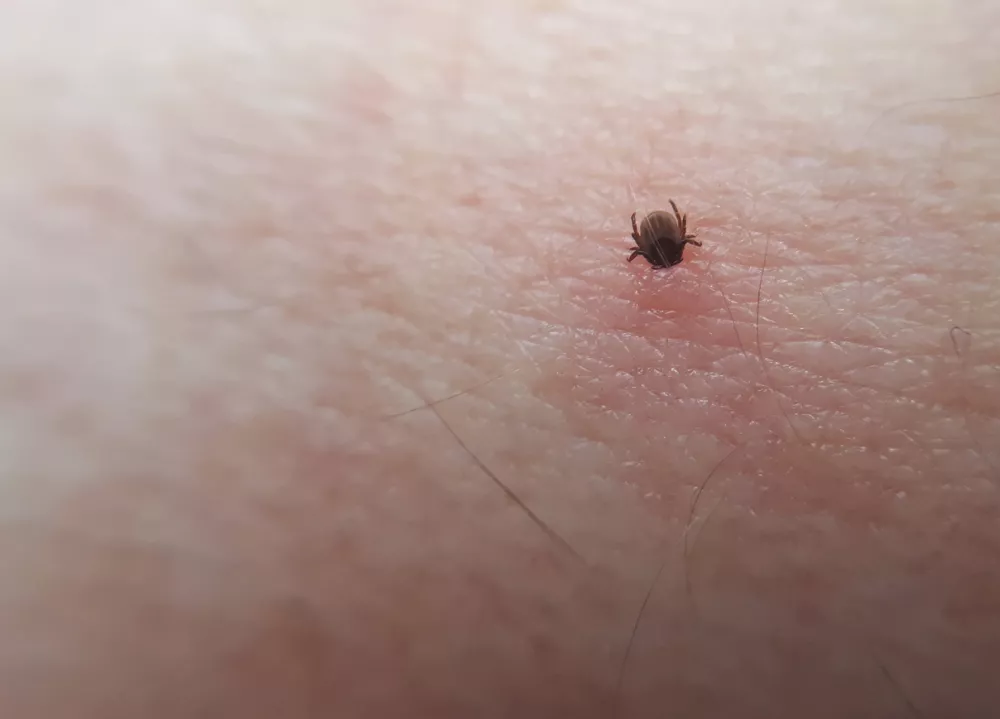 Raziskave kažejo, da je s klopnim meningoencefalitisom v Evropi okuženih od 0,1 do pet odstotkov vseh klopov.&nbsp;/ Foto: iStock