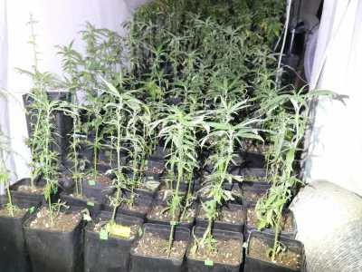 Pri Silvestru Plahutniku so policisti na&scaron;li 312 sadik prepovedane konoplje. Foto:&nbsp;Policija&nbsp;