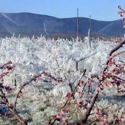 pozeba, led oroševanje nasad breskev v Volčji Dragi