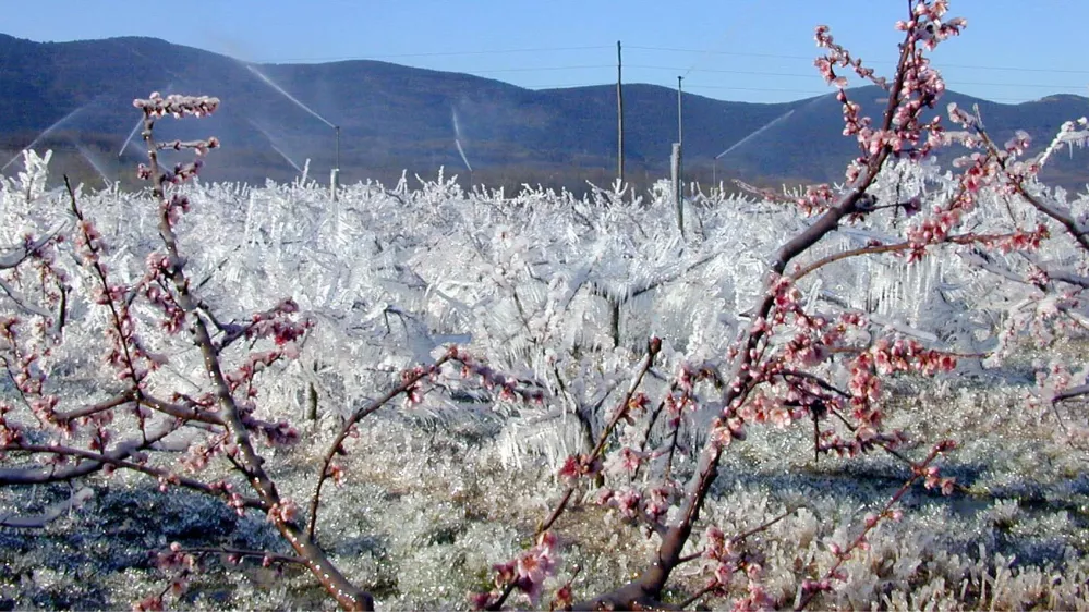 pozeba, led oro&scaron;evanje nasad breskev v Volčji Dragi
