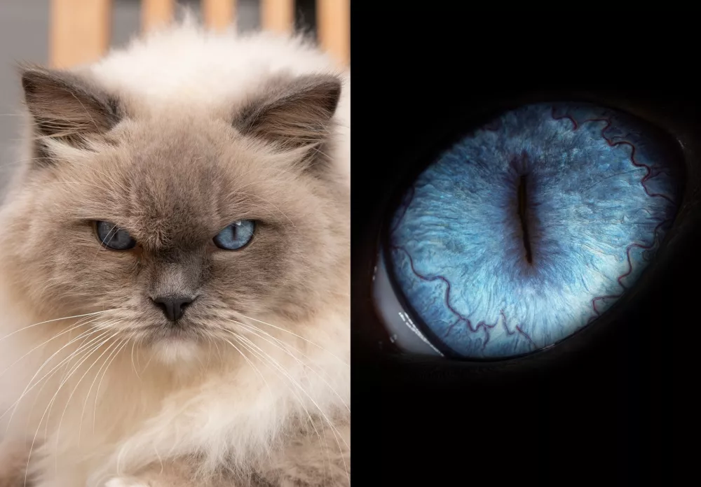 Makro fotografija očesa mačke. Foto: Fotooko